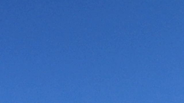 #Pigeon.Что такое селекция голубей!!!