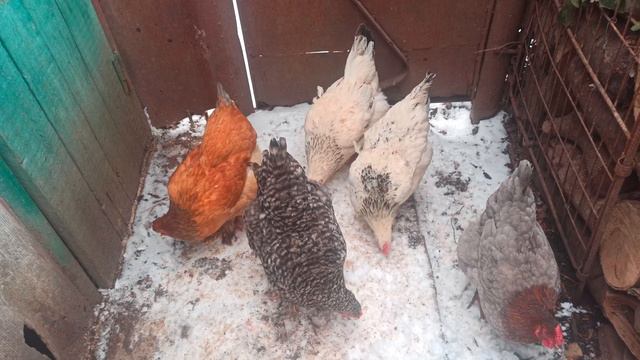 ПЛОХАЯ ЯЙЦЕНОСКОСТЬ У КУР, НЕСКОЛЬКО ПРИЧИН ПОДРОБНО. смотреть онлайн