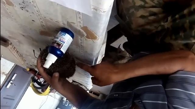 спасение ёжика от клещей смотреть онлайн