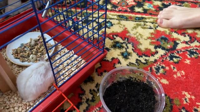 Уход за хомячком. Диана, обустроила дом ? хомячку. смотреть онлайн