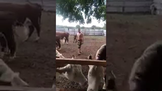 ЛПХ смотреть онлайн