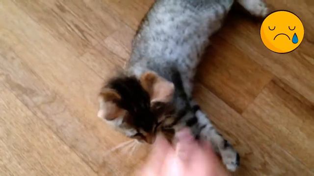 Осторожно скотч! Наш котёнок застрял в стоке скотча. смотреть онлайн