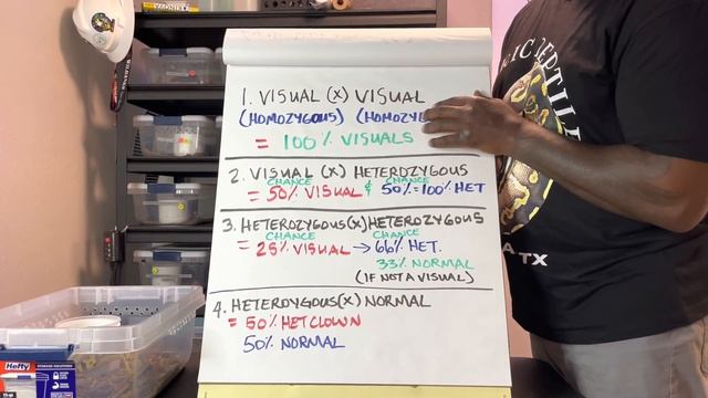 When Should You Genetic Test Your Ball Python? #ballpython #reptilegenetics #ballpythonmorphs смотреть онлайн