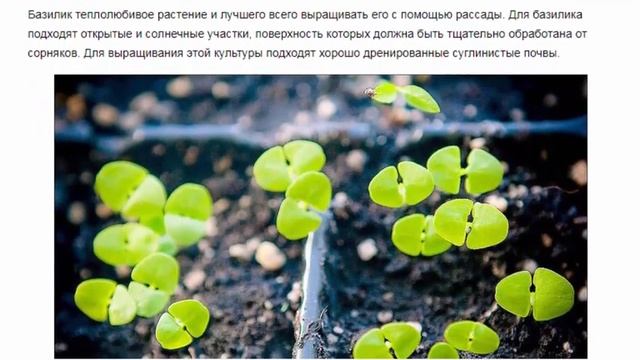 Базилик посадка и уход смотреть онлайн