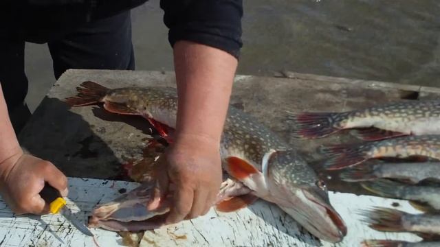 Рыбалка на Нижней Волге.Щуки. смотреть онлайн