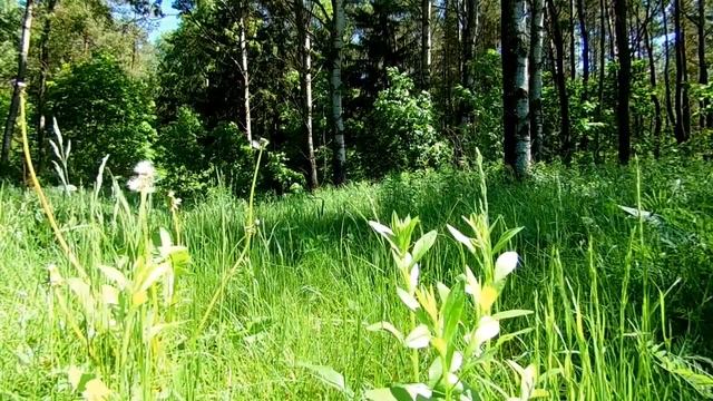 Звуки весеннего леса / Пение птиц, звуки весны для отдыха смотреть онлайн