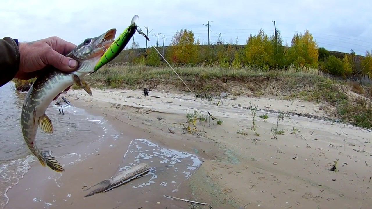 Белый хищник ) смотреть онлайн