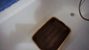 Как полностью заменить наполнитель в кошачьем лотке