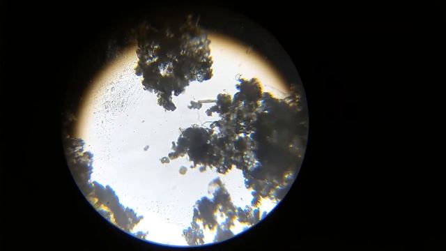 Чудовища в капле озерной воды. Под микроскопом. смотреть онлайн