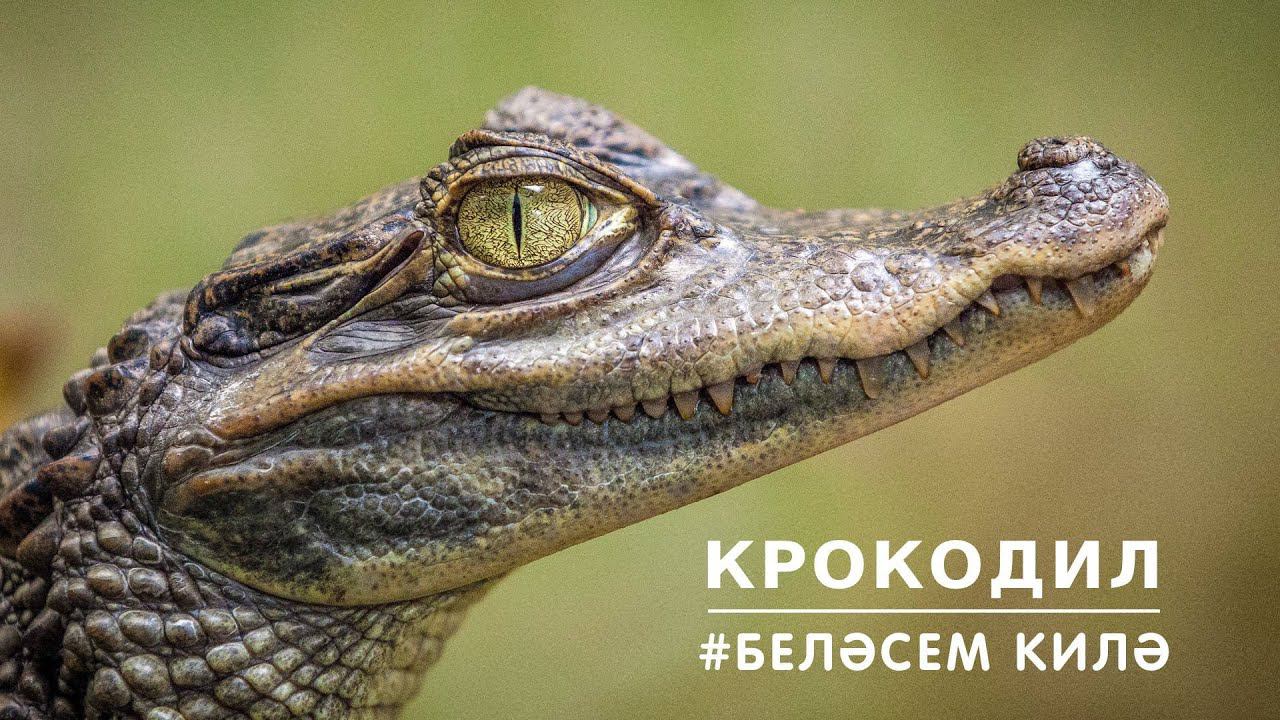 БЕЛӘСЕМ КИЛӘ: крокодил / Crocodile смотреть онлайн
