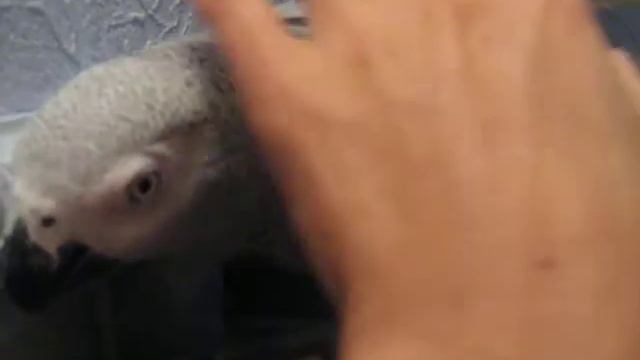 Попугай Кешка ласкается смотреть онлайн