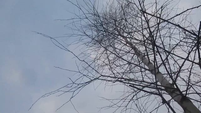 Как кормить сукозную козу. смотреть онлайн