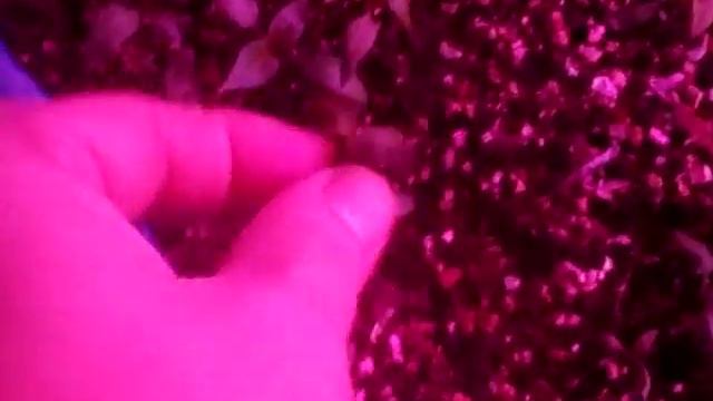 Обзор рассады на 27 февраля 2020 г Новосибирск ! Уже на бутонах ! 🌹🌹🌹 смотреть онлайн