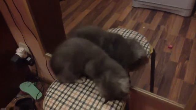 Кот в зеркале смотреть онлайн