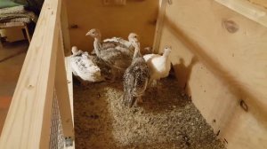 Расклев у индюшат.