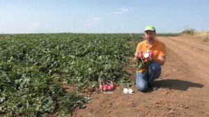 Дайконы - японский овощ от японской компании! #дайкон #японскийдайкон#семенадайкона#семена#sakata