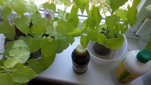 Вегетарианские Рестораны