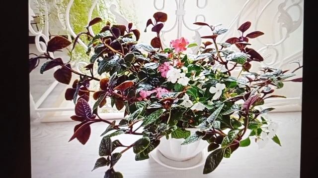 ПЛЕКТРАНТУС - супер лёгкое размножение и укоренение! смотреть онлайн