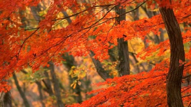 Defoliation смотреть онлайн