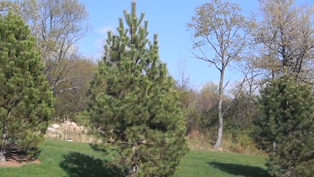 Nikon Coolpix L110 video sample #1 смотреть онлайн