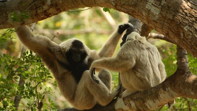 Окно в мир Василия Климова Песни тропических лесов смотреть онлайн