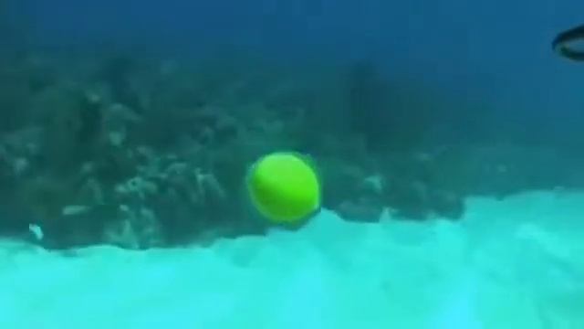 Что будет если разбить куриное яйцо под водой. смотреть онлайн