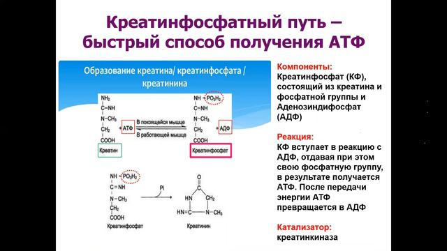 профессор, доктор медицинских наук Пристром Андрей Марьянович лекция 