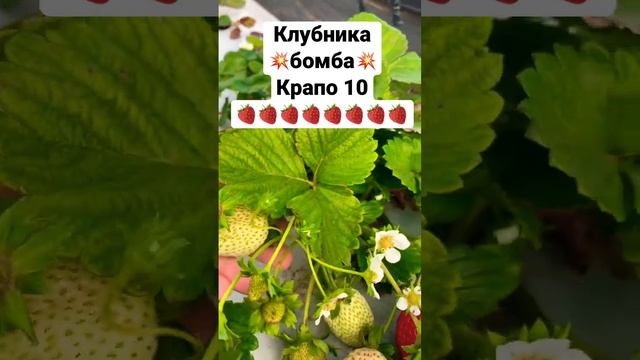 Супер сорт клубники Крапо 10 радует урожаем в октябре смотреть онлайн