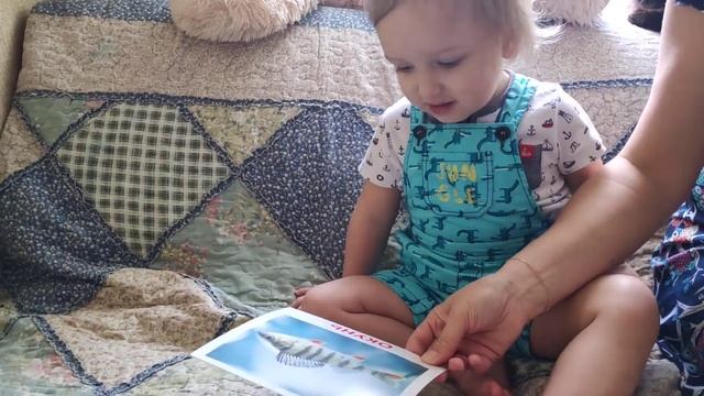 обзор карточек домана морские животные смотреть онлайн