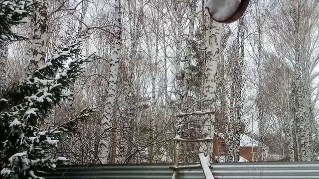 Белая полоска опять удивляет смотреть онлайн