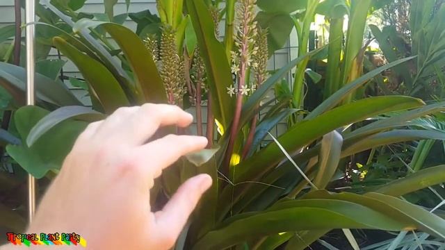 Amazing Pineapple Lily! // Eucomis // Tropical plant party смотреть онлайн