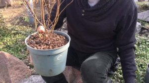 ГОЛУБИКА || НЕ ПОКУПАЙ САЖЕНЦЫ, ПОКА НЕ ПОСМОТРИШЬ ЭТО ВИДЕО! Как правильно выбрать и у кого купить