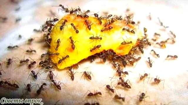 ➤ Как избавиться от муравьев в доме ➤ Муравьи в квартире! ➤ Самый лучший способ смотреть онлайн