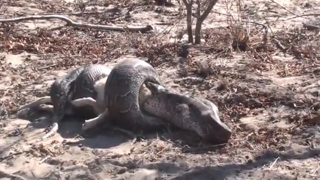 Питон заглатывает шакала. смотреть онлайн