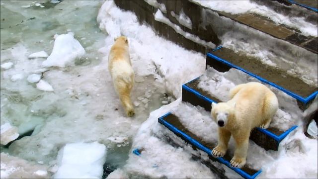 Небольшая разминка перед нырянием в прорубь. 20.03.20 г. смотреть онлайн