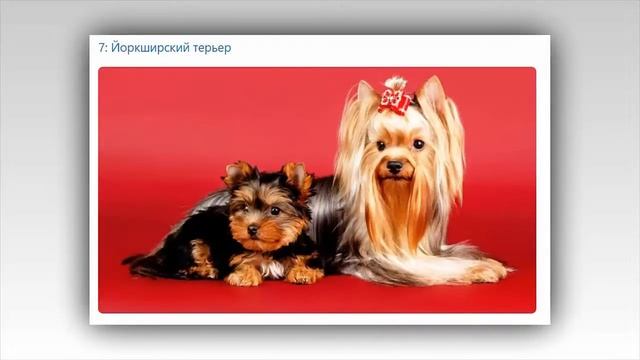 ТОП 12 самых маленьких пород собак смотреть онлайн