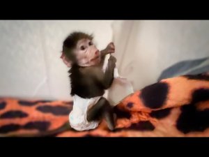 Люся проснулась в ПОЛШЕСТОГО и УНИЧТОЖАЕТ ДОМ)))