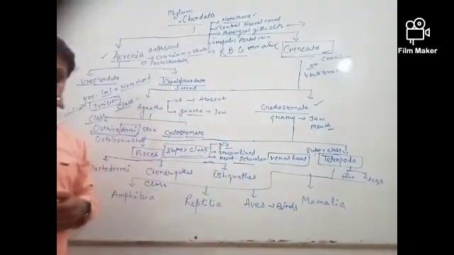 Classification of animal kingdom phylum chordata смотреть онлайн