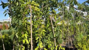 Шелковица плакучая (тутовник), обзор