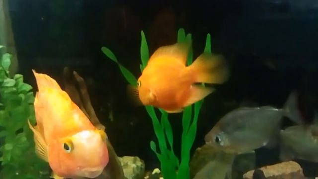 ТЕРРАРИУМ НИКОЛАЕВ ЗООПАРК смотреть онлайн