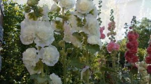 Неповторимые махровые мальвы (шток розы) 2019 года