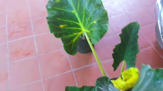 Alocasia Macrorrhizos Var / Ráy Trắng / Ráy Var смотреть онлайн