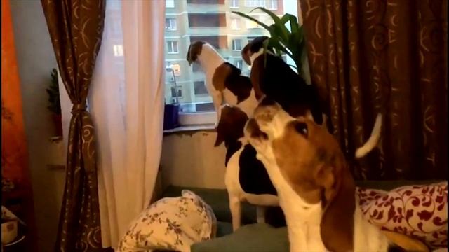 ? 5 биглей в квартире на карантине | бигли |