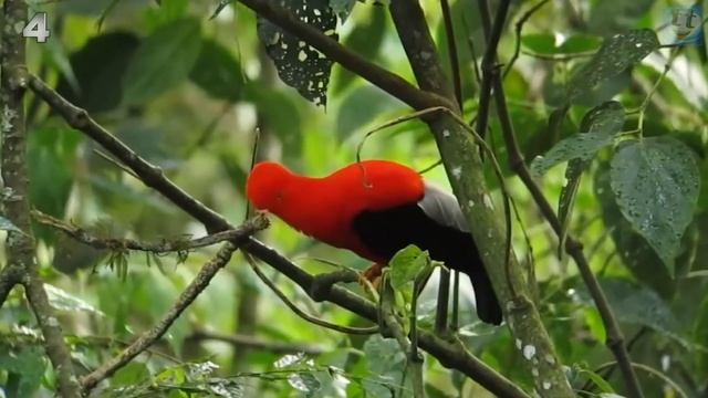 Самые невероятно-красивые птицы, в существование которых сложно поверить! смотреть онлайн