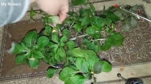 Обрезка бальзамина за 2 минуты?✂️