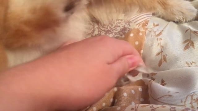 УТРО ШПИЦА ШАРЛОТТЫ/Morning routine Spitz Charlotte смотреть онлайн