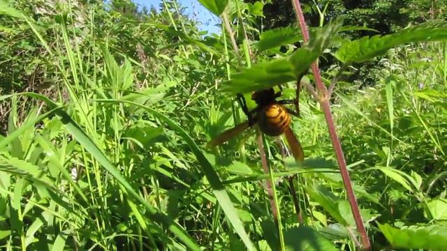 Шершень, Vespa crabro, Linnaeus, 1758 смотреть онлайн