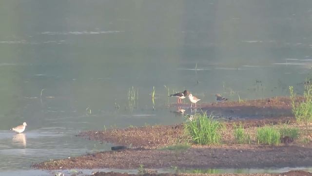 №2425 17 07 2022 Утро на реке смотреть онлайн