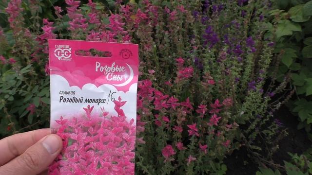 Три вида шалфея: salvia splendens, salvia horminum & salvia coccinea смотреть онлайн