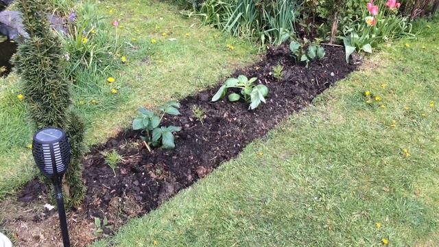 Planting Dahlia’s | Check Out Which Variety | Plus Planting Cosmos Purity | Seedling’s Update смотреть онлайн